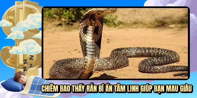 Chiêm bao thấy rắn bí ẩn tâm linh giúp bạn mau giàu